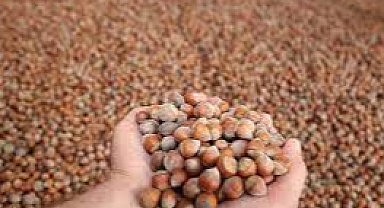 FINDIK ÜRETİCİSİ  İSYANDA!