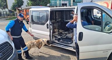 SEL MAĞDURU SAHİPSİZ CANLAR YENİ YUVALARINA KAVUŞUYOR