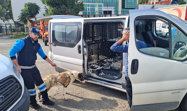 SEL MAĞDURU SAHİPSİZ CANLAR YENİ YUVALARINA KAVUŞUYOR