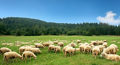 BU FIRSATI KAÇIRMAYIN!