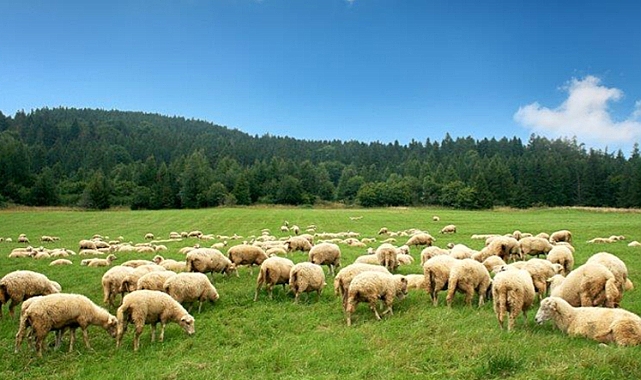 BU FIRSATI KAÇIRMAYIN!