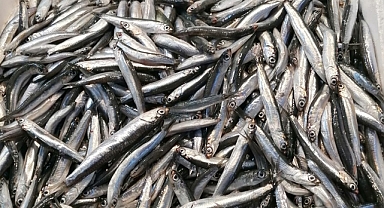 TRABZON'DA İNCE HAMSİYE TALEP YOK !