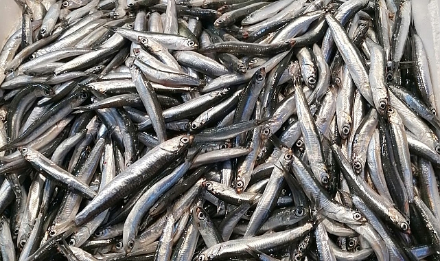 TRABZON'DA İNCE HAMSİYE TALEP YOK !