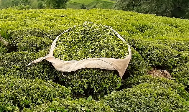 ERDOĞAN, YAŞ ÇAY ALIM FİYATINI AÇIKLADI