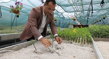 AKÇAABATLI ÜRETİCİYE ARONYA FİDESİ DAĞITILACAK