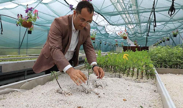 AKÇAABATLI ÜRETİCİYE ARONYA FİDESİ DAĞITILACAK