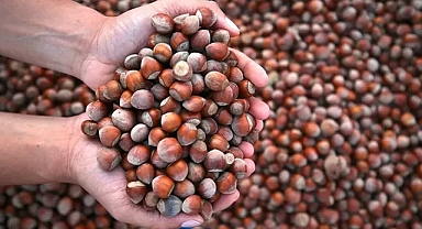 FINDIK İHRACATININ YÜZDE 39’U TRABZON’DAN