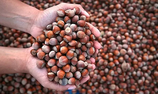 FINDIK İHRACATININ YÜZDE 39’U TRABZON’DAN