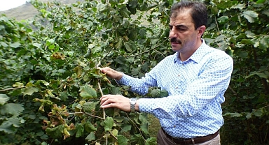 FINDIK ÜRETİCİSİNE ERKEN HASAT UYARISI!