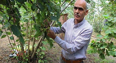 FINDIKTA KIRMIZI ÇİZGİ 100 TL!