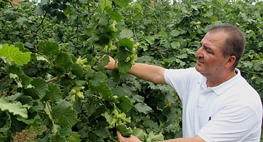 FINDIKTA SAĞLIKLI REKOLTE TESPİTİ