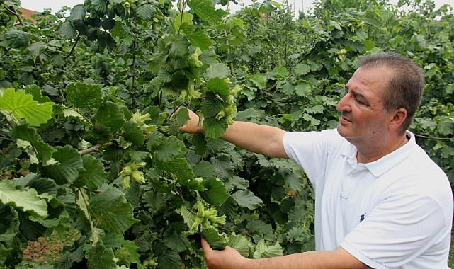 FINDIKTA SAĞLIKLI REKOLTE TESPİTİ