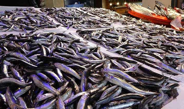 KARADENİZ ISINIYOR: HAMSİ YOK OLABİLİR!