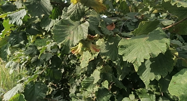 TRABZON'DA FINDIK TOPLAMA TARİHLERİ BELLİ OLDU