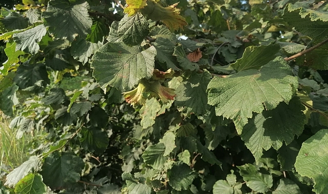 TRABZON'DA FINDIK TOPLAMA TARİHLERİ BELLİ OLDU