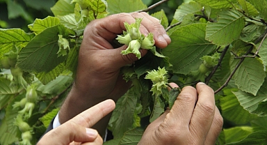 TRABZON'DA FINDIKTA REKOLTE TESPİTİ ÇALIŞMALARI BAŞLADI