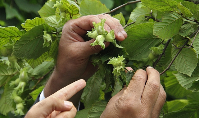 TRABZON'DA FINDIKTA REKOLTE TESPİTİ ÇALIŞMALARI BAŞLADI