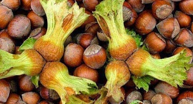 FINDIK TABAN FİYATI BELLİ OLDU