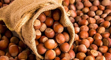 TMO TRABZON'DA FINDIK ALIMINA BAŞLADI