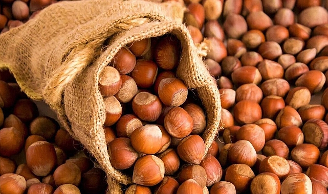 TMO TRABZON'DA FINDIK ALIMINA BAŞLADI