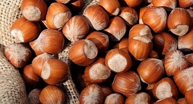 FINDIK REKOLTESİNİ KİM HESAP ETTİ?