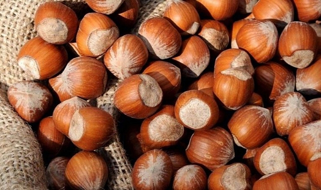 FINDIK REKOLTESİNİ KİM HESAP ETTİ?