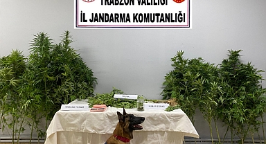 LİMON YİNE YAPTI YAPACAĞINI!