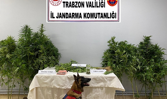 LİMON YİNE YAPTI YAPACAĞINI!