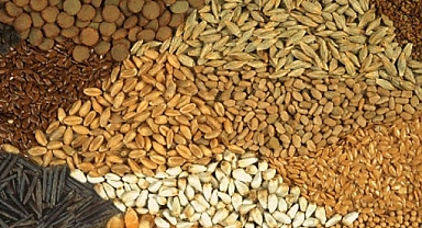 RUSYA: AFRİKA'YA TAHIL PLANINDA TÜRKİYE İLE ANLAŞTIK