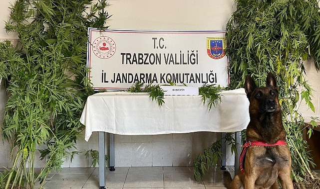 TRABZON'DA BİR EVE UYUŞTURUCU BASKINI!