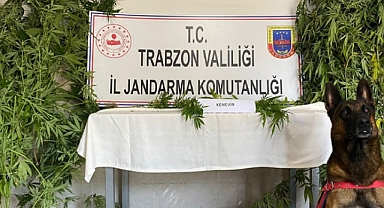 TRABZON’DA JANDARMADAN UYUŞTURUCU OPERASYONU