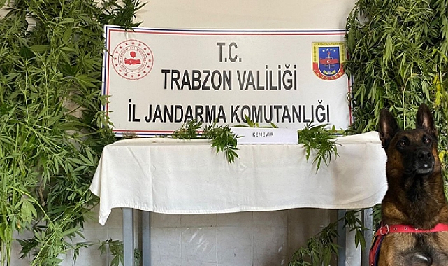 TRABZON’DA JANDARMADAN UYUŞTURUCU OPERASYONU