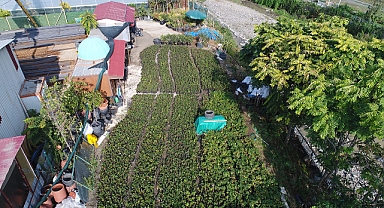 AKÇAABAT'TA ARONYA FİDELERİ ÇİFTÇİLERE DAĞITILDI