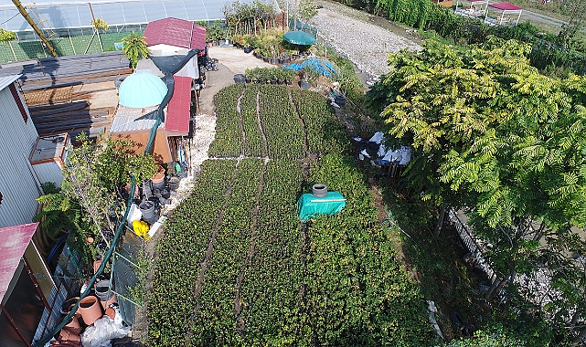 AKÇAABAT'TA ARONYA FİDELERİ ÇİFTÇİLERE DAĞITILDI