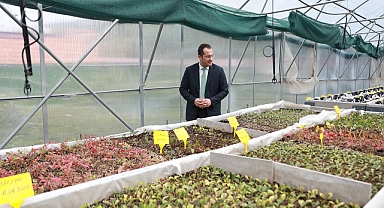 AKÇAABAT’TA SERALARDA YETİŞEN ÇİÇEKLER DİKİLİYOR