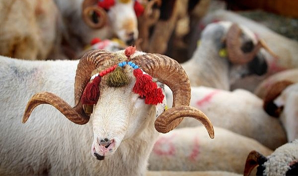 2024 KURBAN KESİM BEDELİ BELİRLENDİ