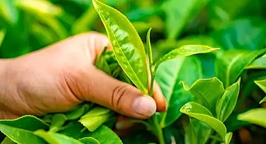 ÇAYKUR AÇIKLADI! 2024 YILI TOMURCUK ÇAYININ FİYATI BELLİ OLDU