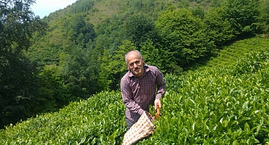 TARIM VE ORMAN BAKANLIĞI YAŞ ÇAY ALIM FİYATINI AÇIKLADI!