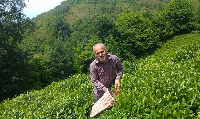 TARIM VE ORMAN BAKANLIĞI YAŞ ÇAY ALIM FİYATINI AÇIKLADI!