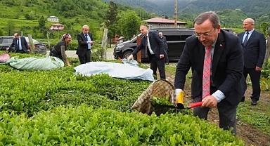 213 BİN TON ÇAY ÜRETİLDİ