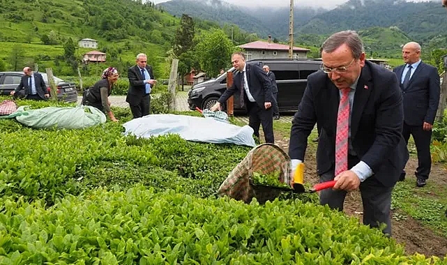 213 BİN TON ÇAY ÜRETİLDİ