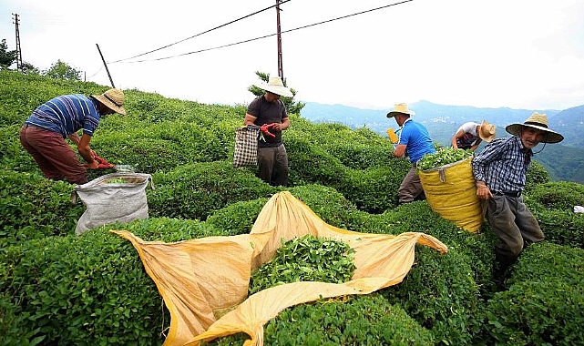 ÇAY ÜRETİCİLERİ BUGÜNÜ UNUTMAYACAK!