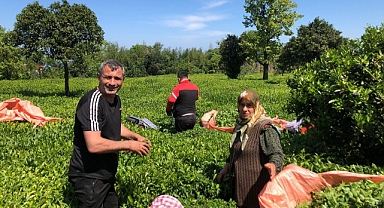 ÇAY ÜRETİCİLERİNE MÜJDE: ÇAY PARALARI ÖDENİYOR