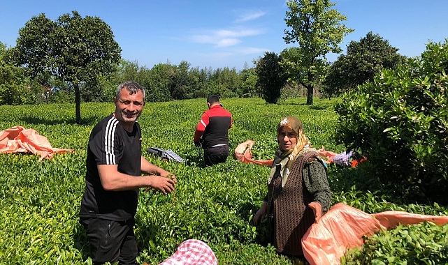 ÇAY ÜRETİCİLERİNE MÜJDE: ÇAY PARALARI ÖDENİYOR