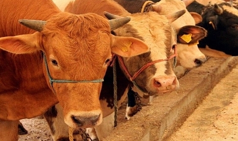 ELDE KALAN KURBANLIKLAR NE OLACAK?