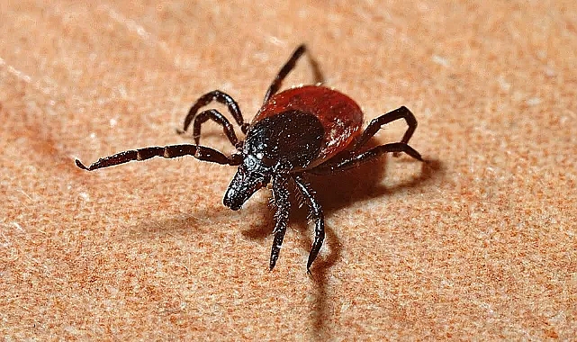 KARADENİZ BÖLGESİNDE KENE TEHLİKESİ DEVAM EDİYOR!