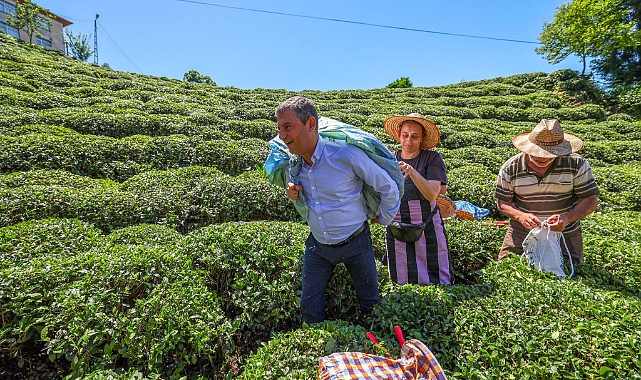 ÖZEL RİZE'DE: KARŞIMDA CHP'LİLERİ DEĞİL 'ÇAY İTTİFAKI'NI GÖRÜYORUM