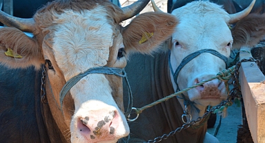   ŞAHİN'DEN BELEDİYELERE SİTEM: MODERN KESİMHANELER NEDEN YAPILMAZ?