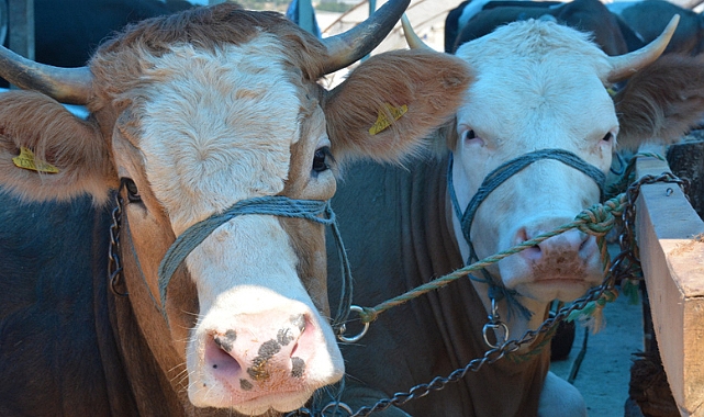 ŞAHİN'DEN BELEDİYELERE SİTEM: MODERN KESİMHANELER NEDEN YAPILMAZ?