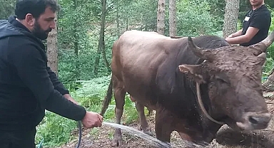 ARTVİN TRABZONSPOR TARAFTARLAR DERNEĞİNDE 'Canpolat' İSİMLİ BOĞA İKİNCİ OLDU